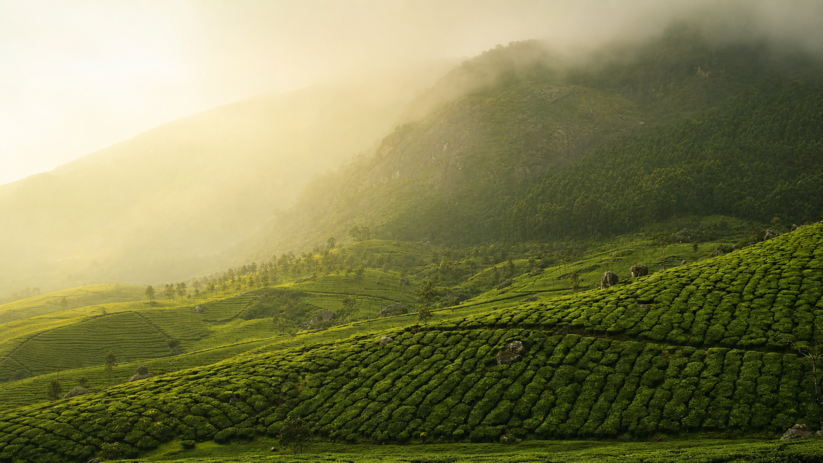 Real tea doesn’t hide behind perfume.